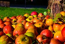 &Auml;pfel - Pixabay