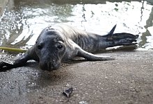 Ersch&ouml;pftes Robbenjunges in Hamburg - Frank Br&uuml;ndel/dpa