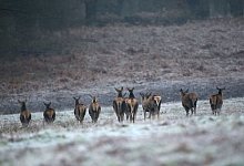 Rehe in Gro&szlig;britannien - Yui Mok/PA Wire/dpa