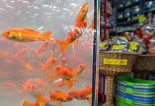 Goldfische - Foto: Boris Roessler/dpa