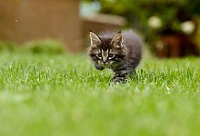katze - Symbolbild Pixabay