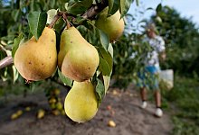 Birnenernte - Foto: Klaus-Dietmar Gabbert/dpa-tmn