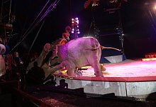Im Circus Krone in Osnabr&uuml;ck ist ein Elefant in die Zuschauermenge gest&uuml;rzt. - Michael Gr&uuml;ndel/noz
