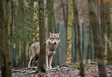 Wolf steht im Tierpark Hexentanzplatz in Thale im Gehege - Klaus-Dietmar Gabbert/dpa-Zentralbild/dpa-tmn