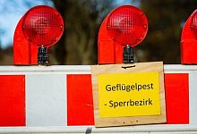 Gefl&uuml;gelpest - Thorsten Helmerichs