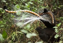 Australischer Graurücken-Leierschwanz - Foto: Alex Maisey/University of Wollongong/dpa