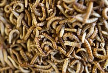 Larven des Getreideschimmelk&auml;fers - Marijan Murat/dpa