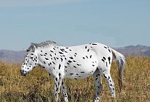 Botai-Pferd - Foto: Ludovic Orlando