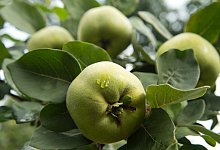 Quitten - Foto: Andrea Warnecke