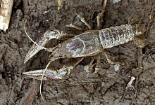 Kalikokrebs breitet sich aus - Foto: Karsten Grabow