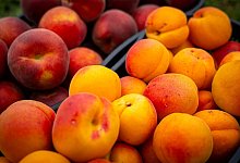 Frisch geerntete Aprikosen und Pfirsich - Sina Schuldt/dpa/dpa-tmn