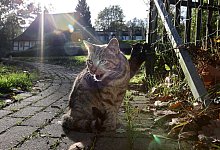 Tierheim Detmold - Archivfoto: Bernhard Preuss