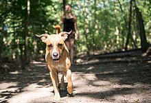 Gassigehen bei Hitze - Foto: Robert G&uuml;nther/dpa-tmn