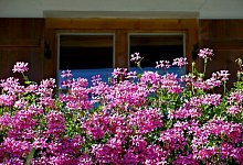 &Uuml;ppige Geranien gedeihen auf einem Balkon - Karl-Josef Hildenbrand/dpa-tmn