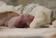 Panda-Nachwuchs im Berliner Zoo - ---/Zoo Berlin/dpa