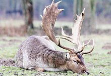 Wildgehege - Julia Mausch