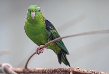 Kanarienvogel - Foto: Soeren Stache