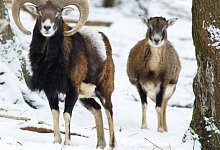 Wildtiere - FOTO: DPA