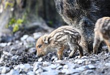 Frischlinge im Wildgehege - Felix K&auml;stle/dpa/dpa-tmn
