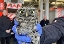 Steinkauz steckt in Kaminrohr fest - Feuerwehr r&uuml;ckt an - Feuerwehr Bottrop/dpa/Archivbild