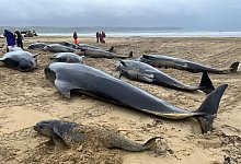 Grindwale - Mairi Robertson-Carrey/Cristina /PA Media/dpa