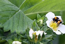 Hummel - Foto: Patrick Menzel