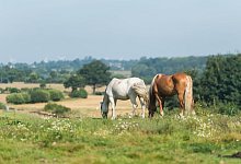 Auch Pferden wird es zu hei&szlig; - Foto: Benjamin Nolte