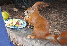 Hazel - Michaela Wei&szlig;e(LZ)