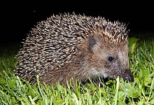 dscn1930_2 - Nabu Lippe/ Hans Dudler