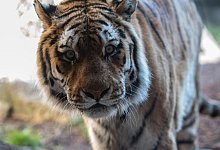 In Mexiko ist ein Mann nach einem Tigerbiss gestorben. (Symbolbild) - Paul Zinken/dpa