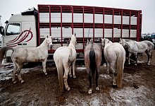 Pferdemarkt in Skaryszew - Michal Walczak/PAP/dpa-tmn
