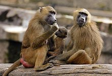 Paviane - Daniel Karmann/dpa