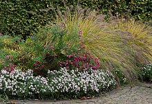 Lampenputzergras und Herbstastern in den G&auml;rten der Welt - Andrea Warnecke/dpa-tmn