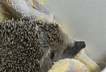 Igelschutz: Nachtfahrverbot f&uuml;r M&auml;hroboter - Sascha Thelen/dpa