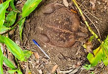 Monster-Kr&ouml;te in Australien entdeckt - Supplied/DEPARTMENT OF ENVIRONMENT AND SCIENCE/AP/dpa