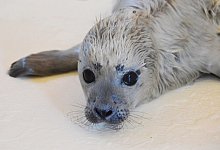 Heuler - Seehundstation Friedrichskoog/dpa