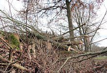 IMG_5196 - Carolin Brokmann-F&ouml;rster