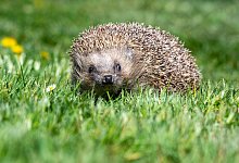 Igel sitzt in einer Wiese - Armin Weigel/dpa/dpa-tmn