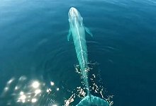 Blauwal - Foto: Especial/NOTIMEX/dpa