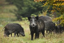 Die deutschen Beh&ouml;rden wappnen sich weiter gegen die Afrikanische Schweinepest, die von Wildschweinen &uuml;bertragen wird. Konkret sollen im Fall eines Ausbruchs in Deutschland in einem gr&ouml;&szlig;eren Radius Z&auml;une und andere Barrieren aufgestellt werden k&ouml;nnen, die Wildschweine aufhalten sollen. - picture alliance