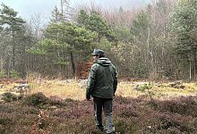 B&auml;ren im Trentino - Robert Messer/dpa