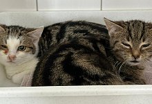 megan-linnie-blomberg_0126 - 1 - Tierheim Detmold