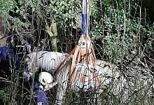 Pferd in Not - 1 - Feuerwehr Lage