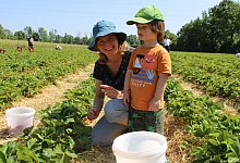 Erdbeeren selbstpflücken in Lemgo - 1 - Annika Langhagel