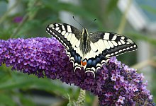 p1150878 - Nabu Leopoldshöhe/Ewald Thies