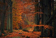 Symbolbild Klimawildnis - 1 - Symbolbild: Pixabay/tyna_janoch