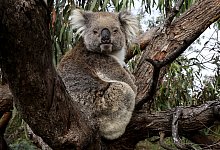 pressebild-australien-koala - 1 - Roland Marske / Jules Verne Berl