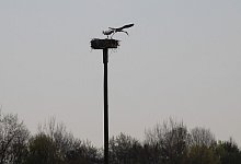 Storchenhorst in H&ouml;lsen - 1 - Annika Langhagel