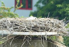 nest_1 - 1 - Landesverband Lippe