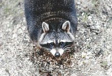 Waschbär - Symbolbild: Pexels